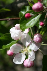 Apple Blossoms The hope of Spring