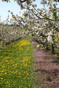 Spring Unfolds