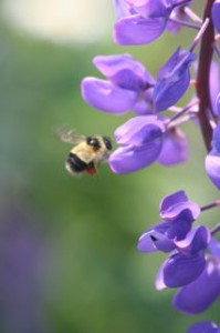 Busy Bee