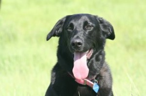 Lyla