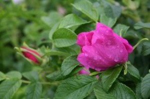 Droplets on a Rose