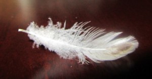 Feather