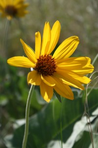 SUNFLOWER_4468