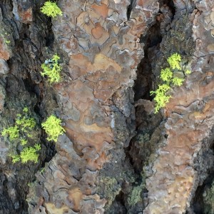 Bark and Moss at closer inspection_0330