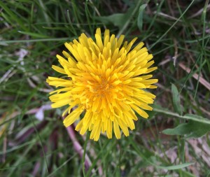 Dandelion Flower_0409