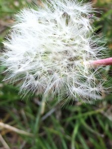 Dandelion in the wind_0440