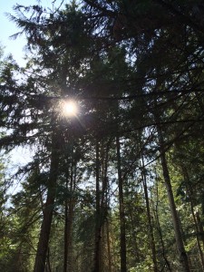 Light through tall pines_0284