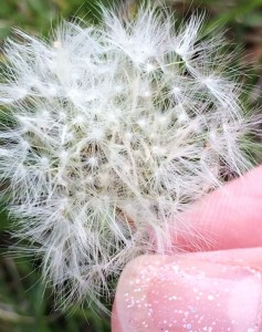 Old Dandelion_0424