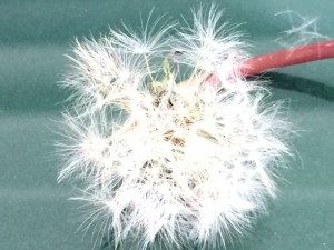 Seed Dandelion_0471