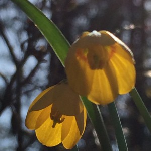 Tiny Yellow Bells_0349