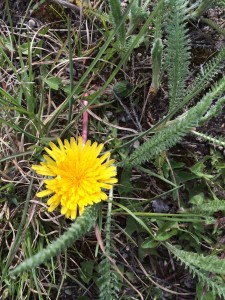 Yellow Dandelion_0416