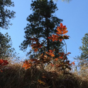 color on the hillside_0311