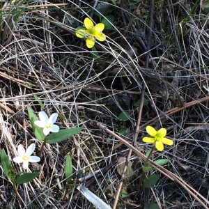 wild flowers_0316