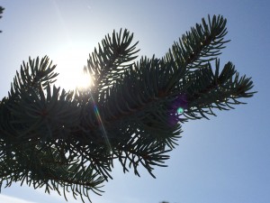 Light through the spruce_0394