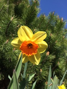 spring daffodills_0253